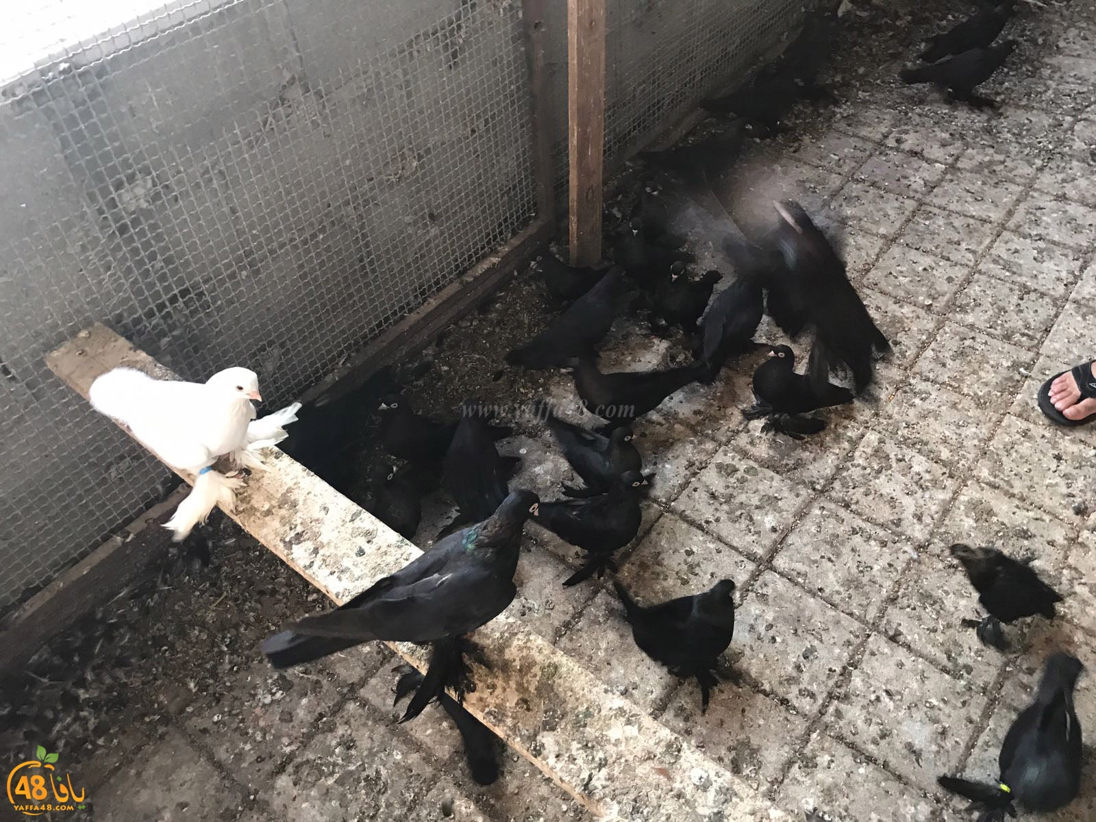 zohdi 3ashoor 7amam (20).jpg